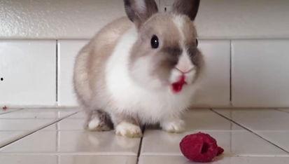 娱乐吃瓜酱兔子视频下载,揭秘热门娱乐瞬间